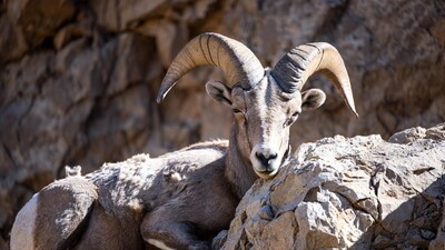 Bighorn sheep on rocky cliff