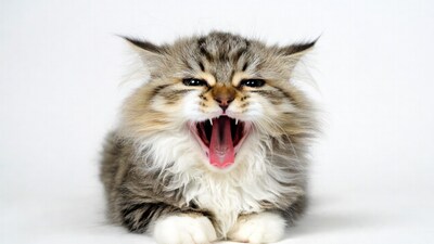 Fluffy kitten yawning wide mouth