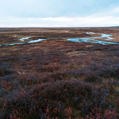 Autumn heather moorland with winding streams