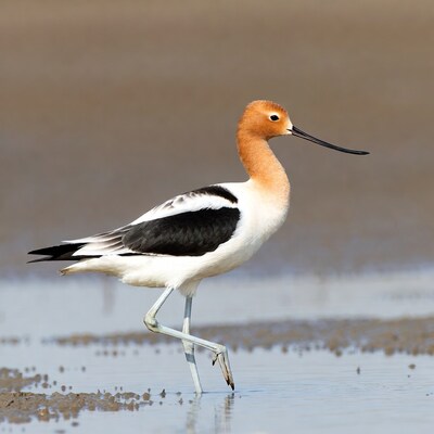 American Avocet standing in shallow water