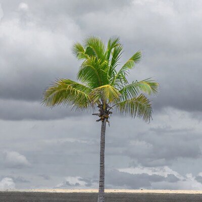 Palm tree under stormy clouds