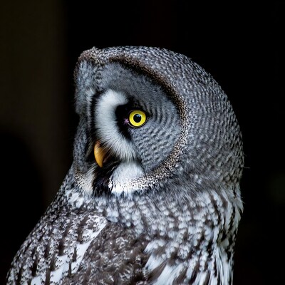 Close-up of gray owl with yellow eyes