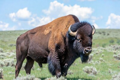 Bison standing in grassy field
