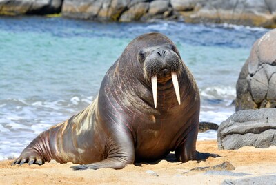 Walrus on beach by ocean