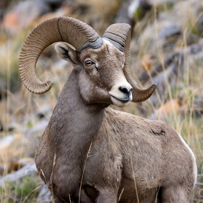 Bighorn sheep on rocky mountain