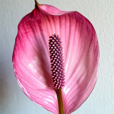 Pink Anthurium Flower on White Background