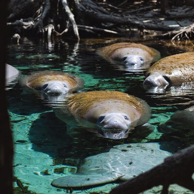 Manatees swimming in clear water