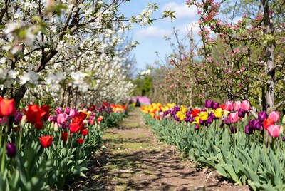 Colorful Tulips Path with Cherry Blossoms