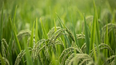 Closeup of ripe rice plants