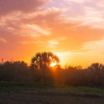 Sunset behind palm trees