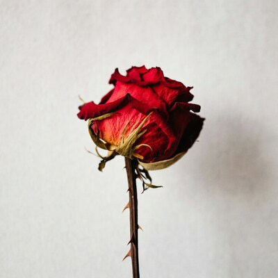 Wilted Red Rose on Stem