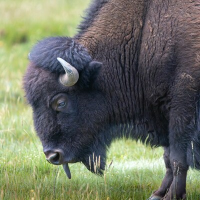 Bison grazing in green grass