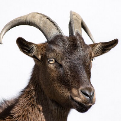 Brown goat with large curved horns