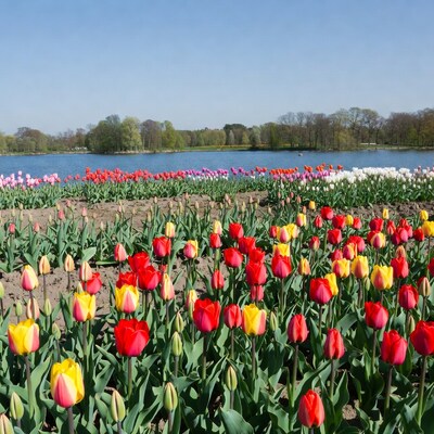 Colorful Tulip Field by Lake