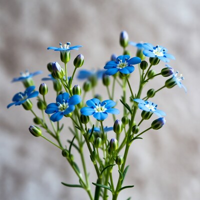 Blue Forget-Me-Not Flowers Bouquet