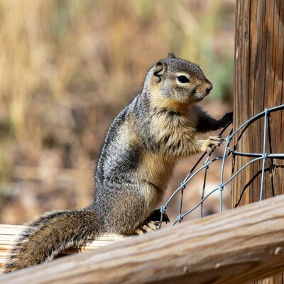 Golden-mantled ground squirrel on fence