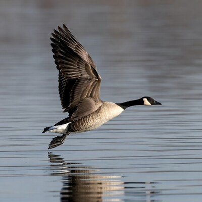 Canada Goose Flying over Water