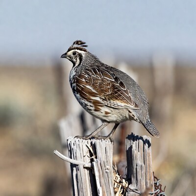 California Quail on wooden fence post