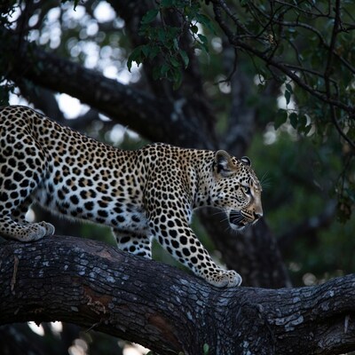 Leopard walking on tree branch