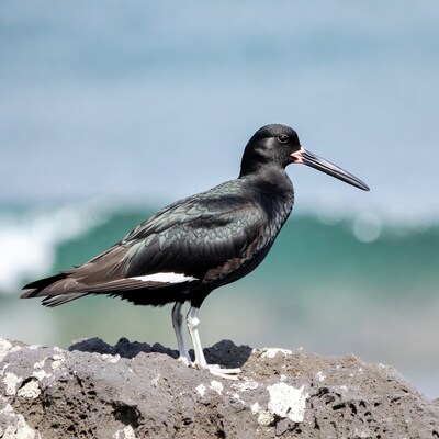 Black Turnstone on rock by ocean