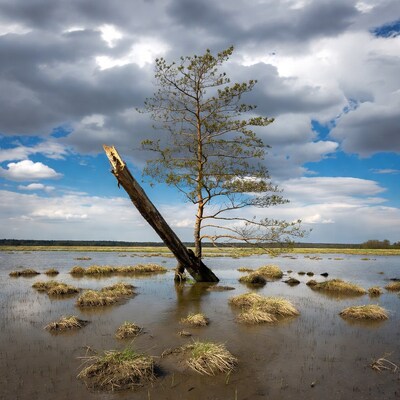 Lonely pine tree in marshland