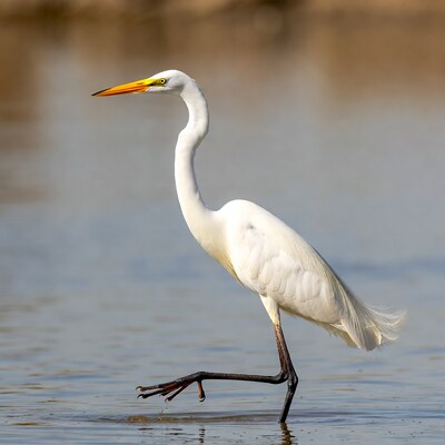Great Egret walking in shallow water