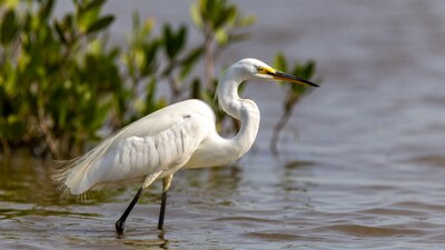 Snowy Egret wading in shallow water