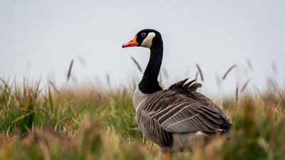 Greylag Goose in tall grass