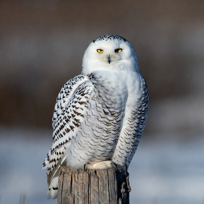 Snowy Owl Perched on Wooden Post