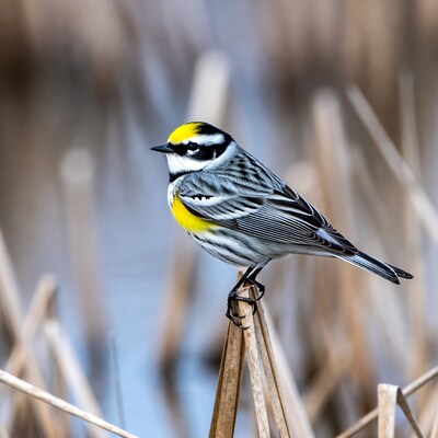 Yellow-rumped Warbler on Reed