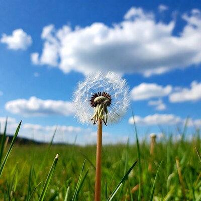 Dandelion in grass against blue sky