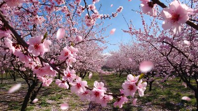 Pink Almond Blossom Orchard Path