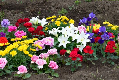 Colorful flower garden in soil