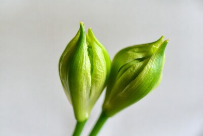 Two Green Lily Flower Buds