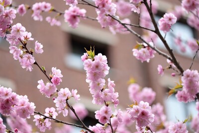 Pink Cherry Blossoms Against Brick Wall
