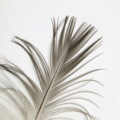 Brown feather on white background