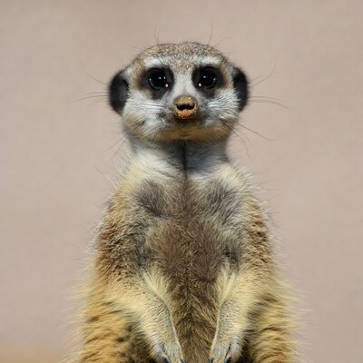 Cute meerkat standing on hind legs