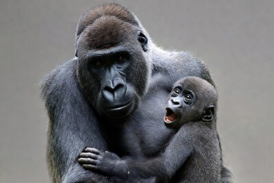 Mother Gorilla Holding Baby