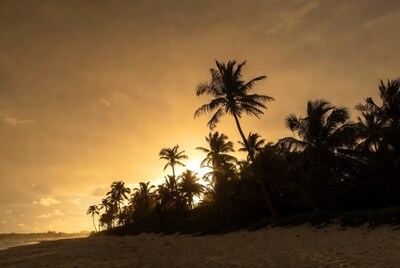 Palm Trees Silhouette at Sunset Beach