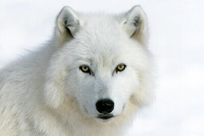 Close-up of white wolf face