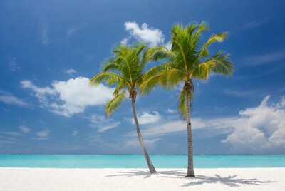 Two Palm Trees on White Sand Beach