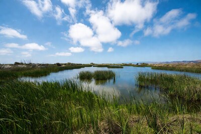 Reeds in wetland under blue sky