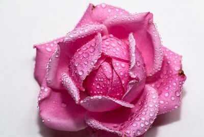 Pink Rose with Dew Drops