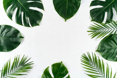 Monstera and Palm Leaves on White