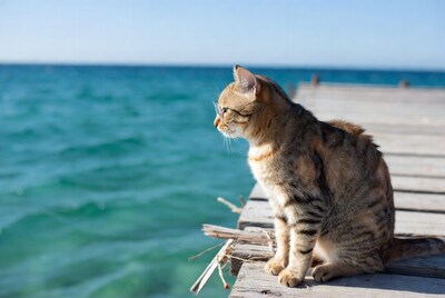 Tabby cat with glasses on pier
