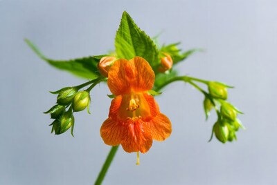 Orange flower with green buds