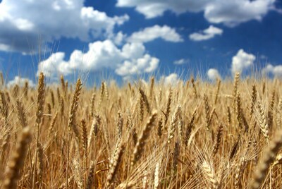 Golden wheat field under blue sky
