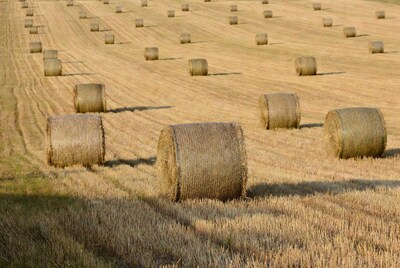 Hay bales in golden field