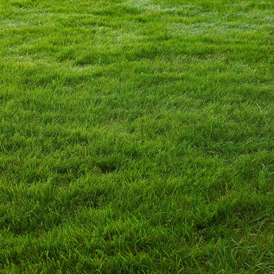 Lush green grass field