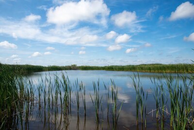 Reeds in Calm Marsh Pond